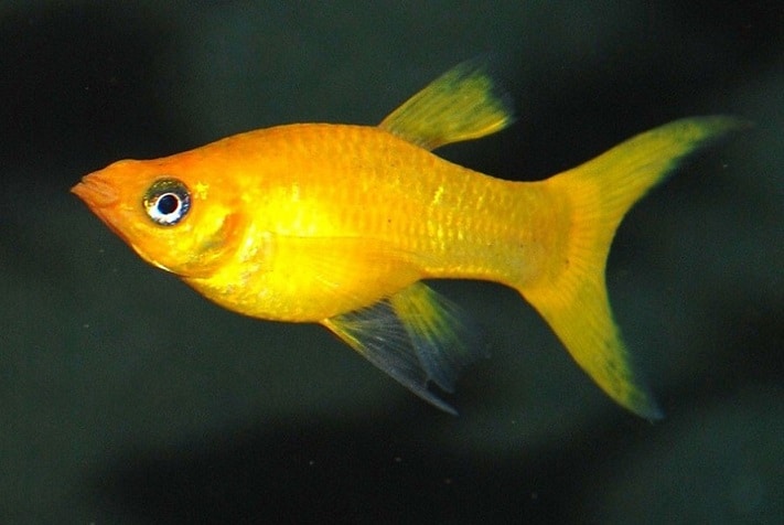 Ikan molly golden lyretail 