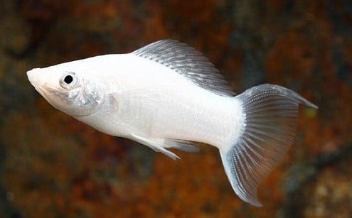 Ikan Molly Platinum Lyretail 