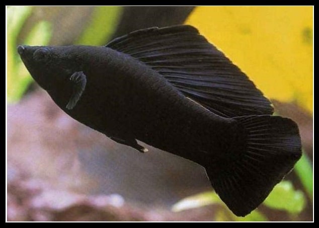 Ikan Molly hitam / black molly