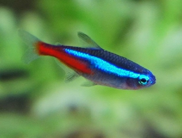 Ikan Neon Tetra ﻿