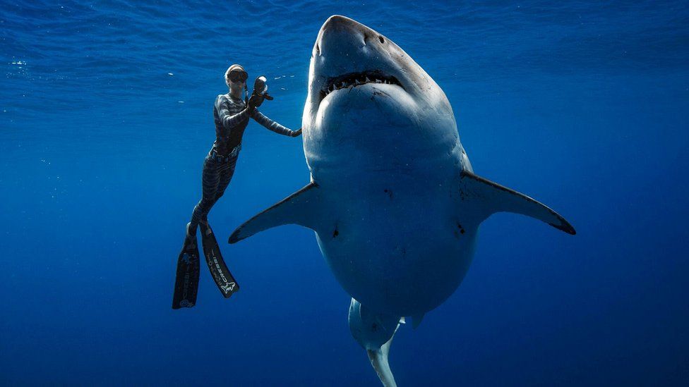 ikan great white shark